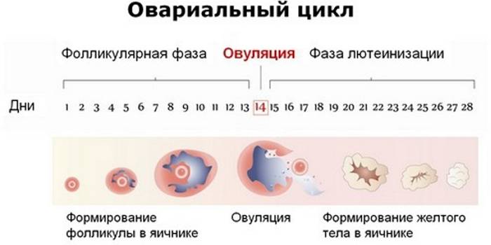 Овариальный цикл