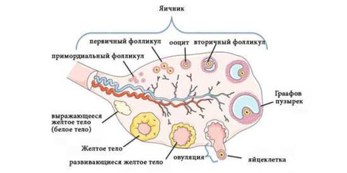 Фолликулогенез