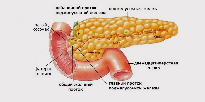 Поджелудочная железа