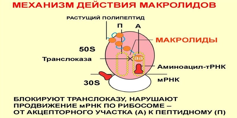 Механизм действия макролидов