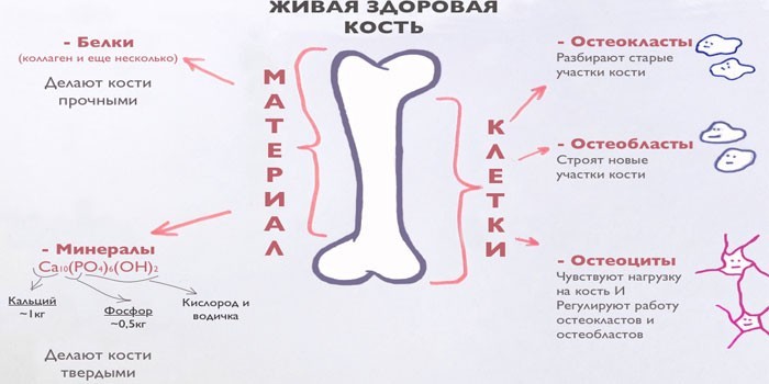 Живая здоровая кость