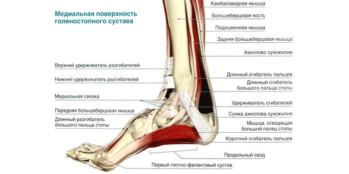 Строение пятки