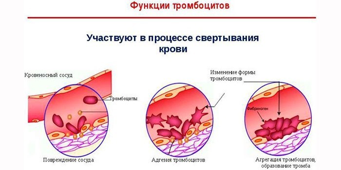 Функции тромбоцитов