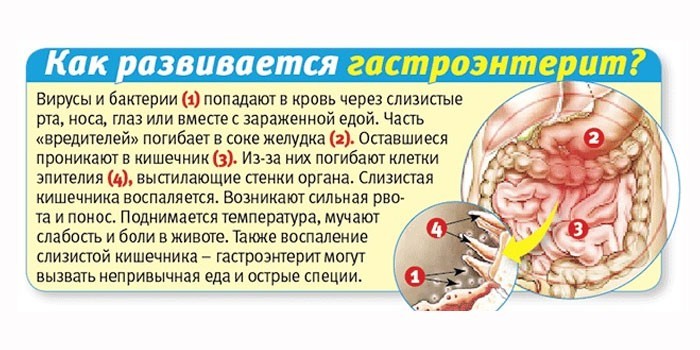 Как развивается гастроэнтерит
