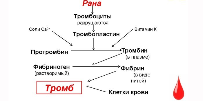 Механизм образования тромбов