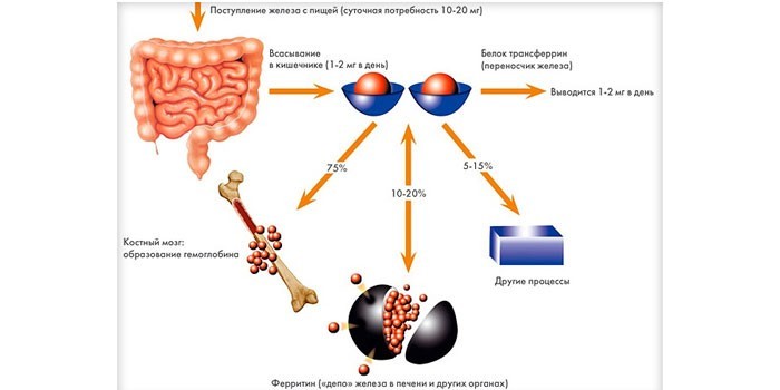 Функции ферритина