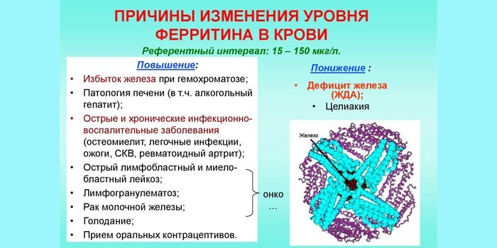 Причины изменения уровня ферритина в крови
