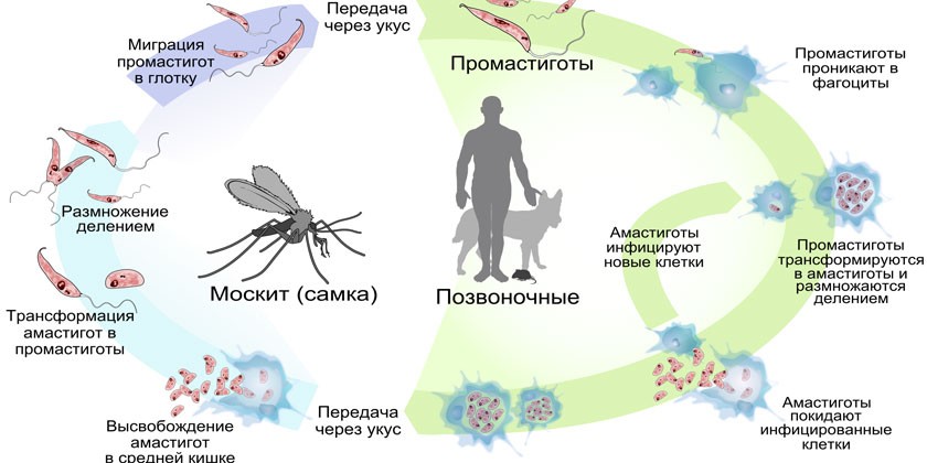 Жизненный цикл лейшмании