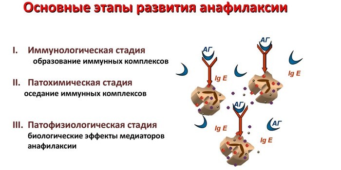 Основные этапы анафилаксии