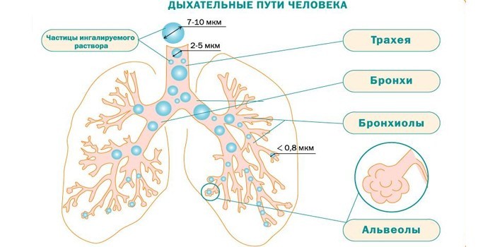 Дыхательные пути человека