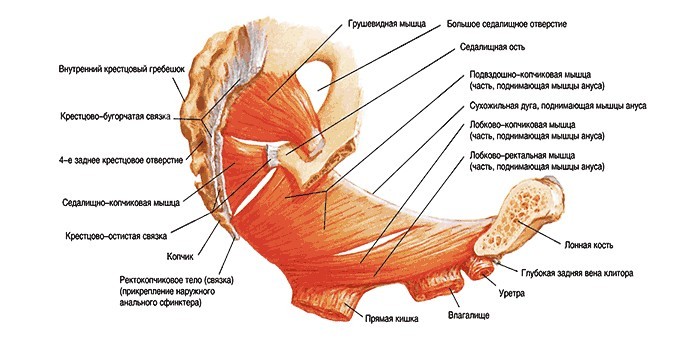 Копчик и прилегающие ткани