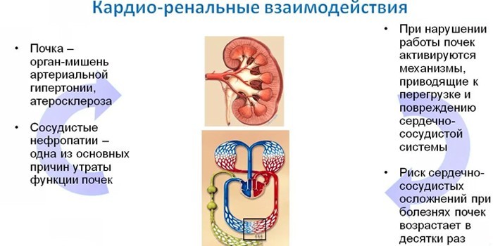Кардио-ренальные взаимодействия