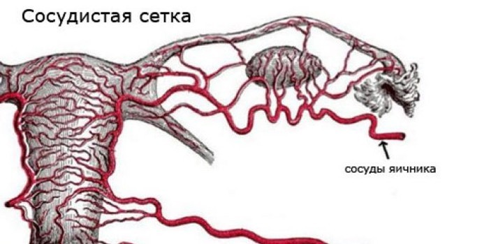 Сосудистая сетка матки и яичников