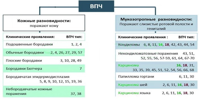 Разновидности ВПЧ
