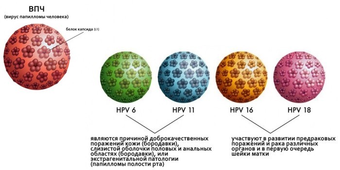 Вирус папилломы человека