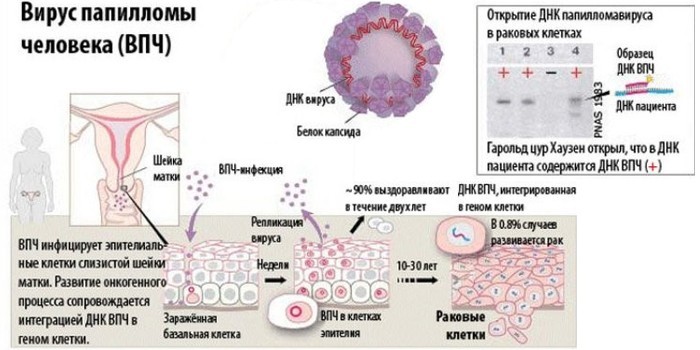 Опасность заражения вирусом