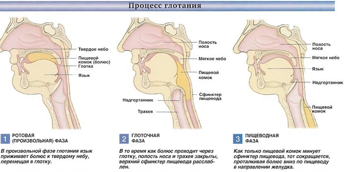 Процесс глотания по фазам