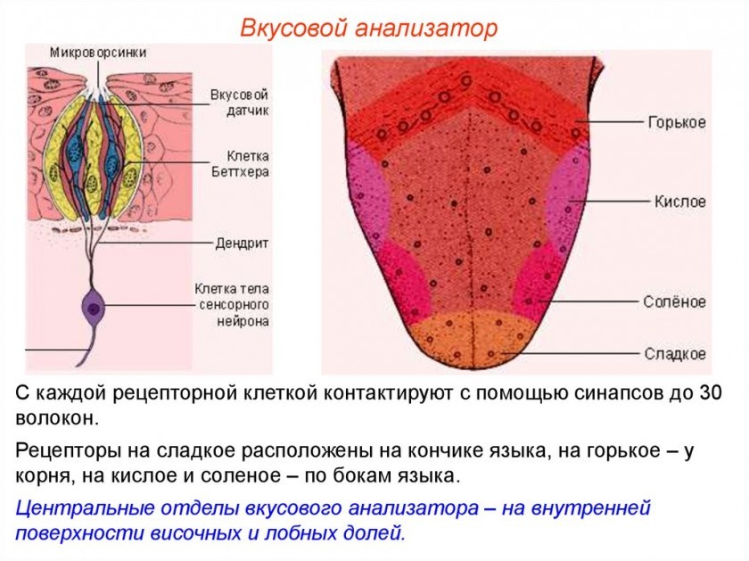 Формирование вкуса