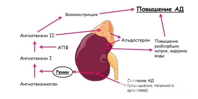 Гиперальдостеронизм на схеме