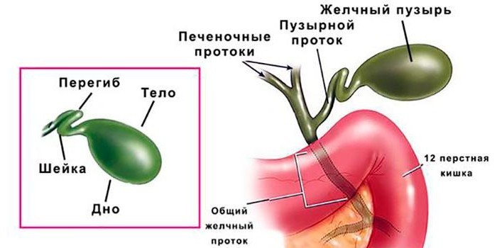 Строение желчного пузыря