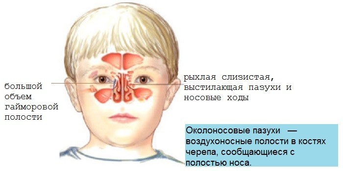 Строение гайморовых пазух