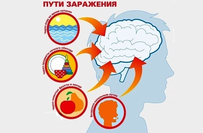 Пути заражения менингококковой инфекции