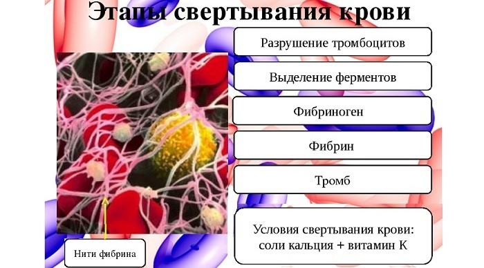 Этапы свертывания крови